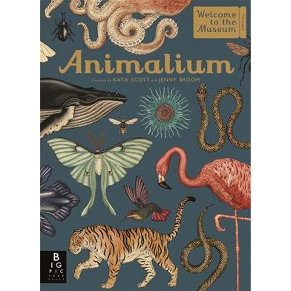 Animalium (Hardback) - Jenny Broom